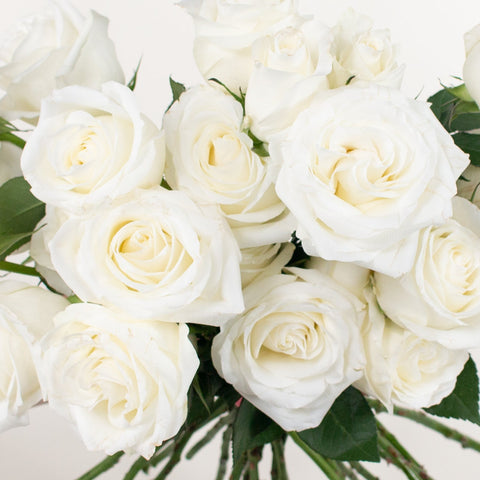 Dozen White Roses Wrapped