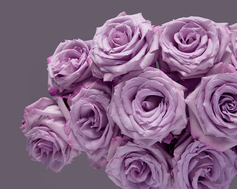 Dozen Lavender Roses Wrapped