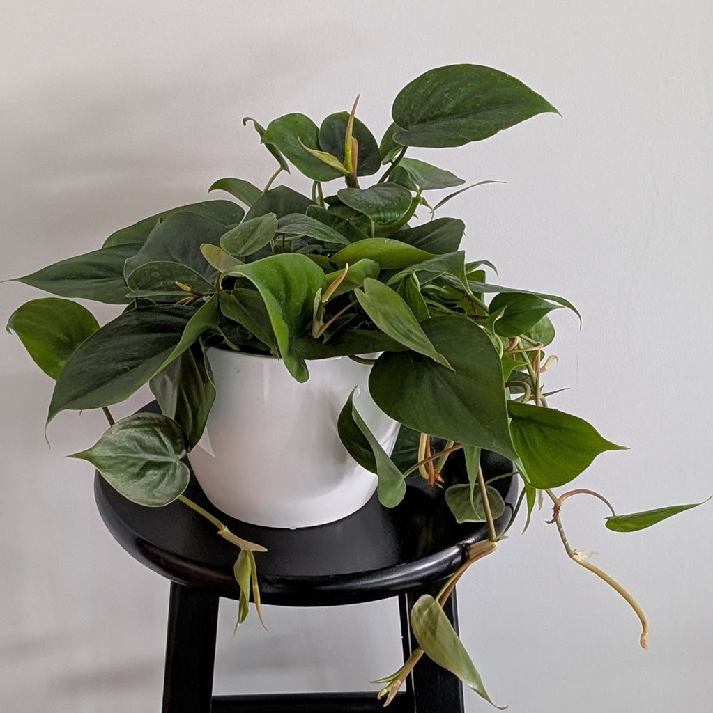 shop philodendron Trailing Philodendron