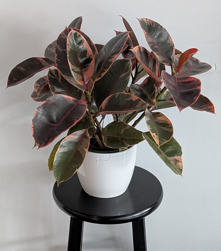 is a rubber tree a ficus Ficus Ruby Bush (Rubber Tree)