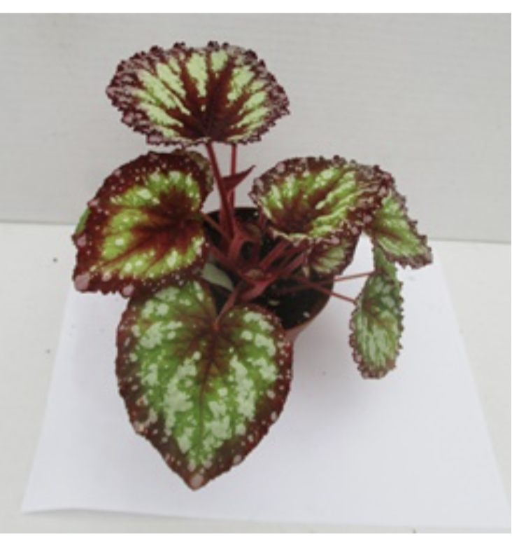 Rex Begonia 4" pot Ithaca Flower Shop