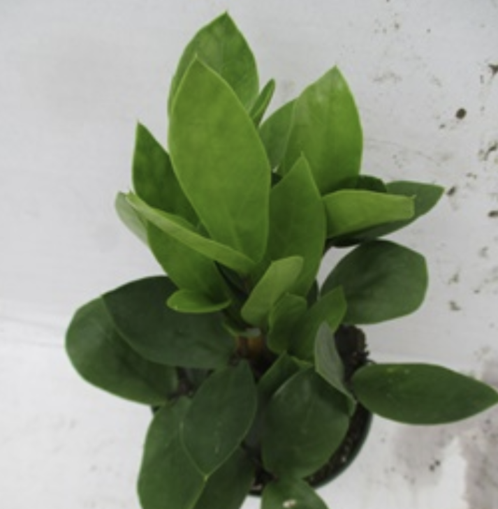 zz plant flower image ZZ Plant