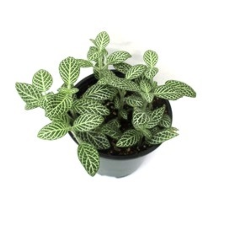 mini white plant pots Fittonia 'White' 4" Pot