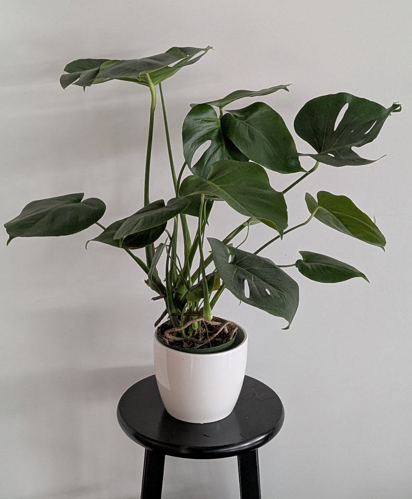 monstera deliciosa shop Monstera Deliciosa