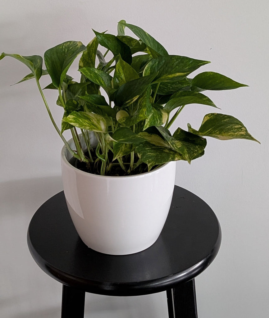 golden pothos flowering Golden Pothos – Ithaca Flower Shop