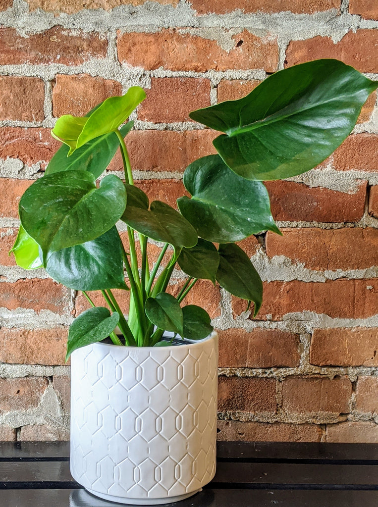 dwarf split leaf philodendron Small Split Leaf Philodendron – Ithaca Flower Shop
