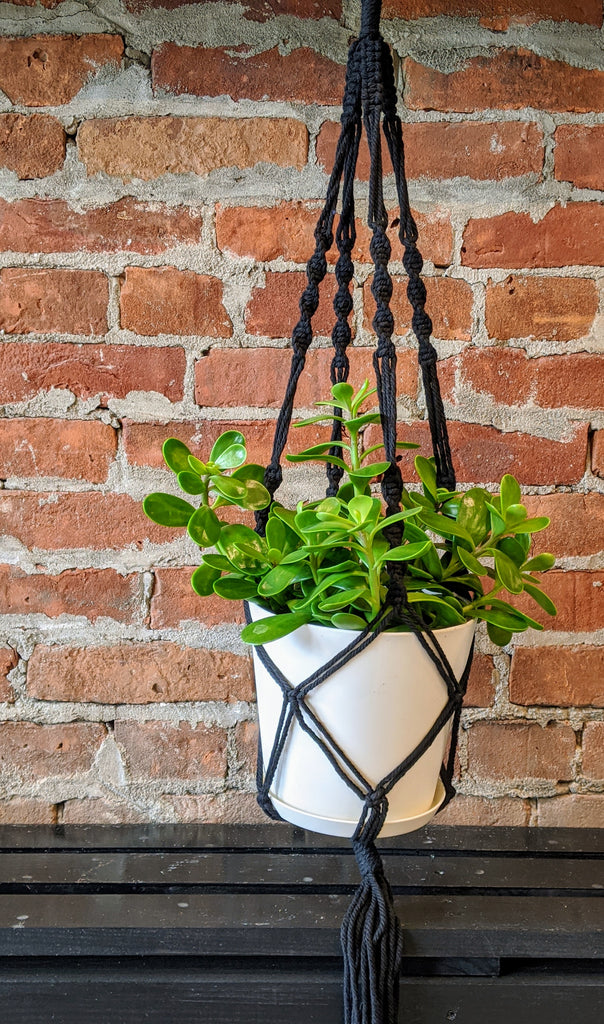trailing jade plant buy Trailing Jade Macrame Hanger – Ithaca Flower Shop