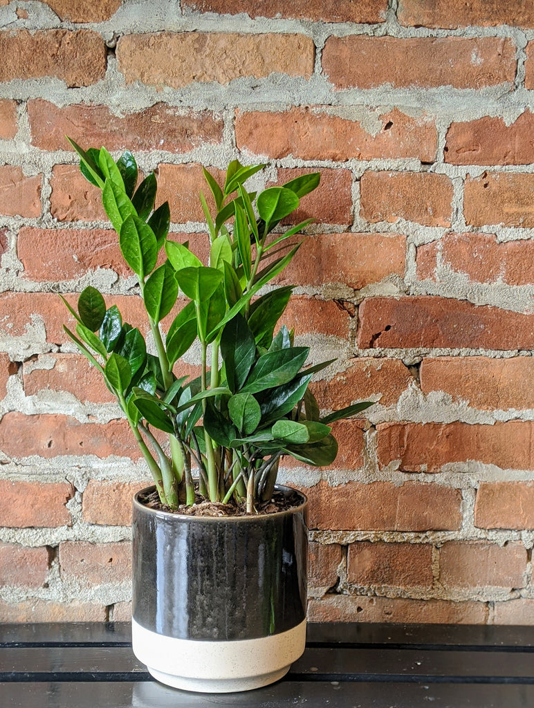 flower zz plant ZZ Plant – Ithaca Flower Shop