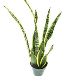 sansevieria laurentii kaufen Sansevieria Laurentii