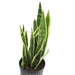 Sansevieria Laurentii - 8" pot