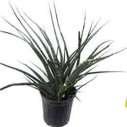 Sansevieria Fernwood - 8" pot