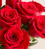 Dozen Red Roses Wrapped
