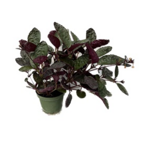 Waffle Plant - 4" pot