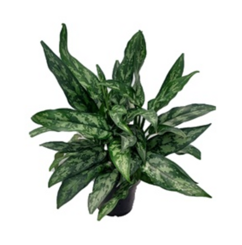 Aglaonema Emerald Beauty - 6" pot