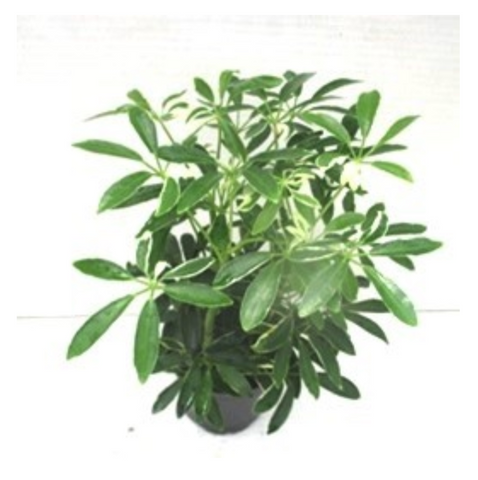 Scheflera Arboricola - 4" pot