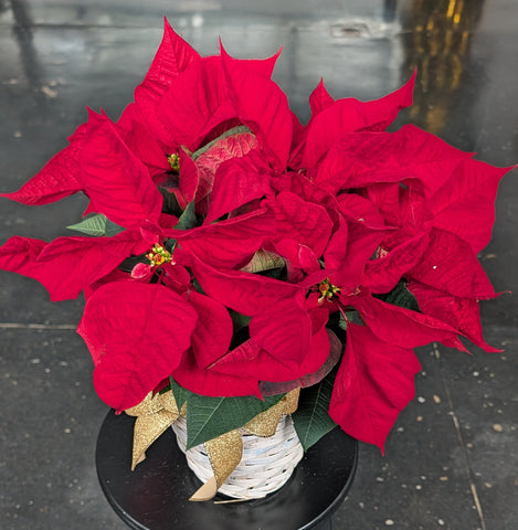 Holiday Poinsettia