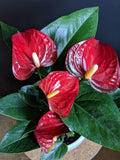 Anthurium Planter