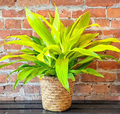 Dracaena Limelight