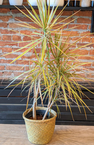 Dracaena Marginata