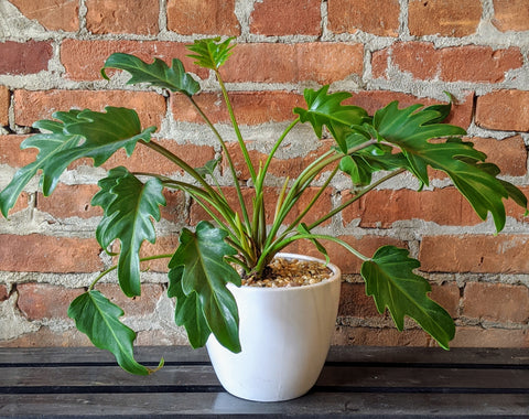 Philodendron Hope