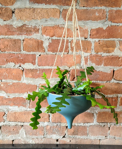 Hanging Ric Rac Cactus