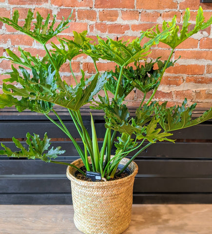 Philodendron Selloum